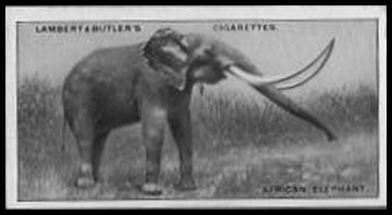 9 African Elephant